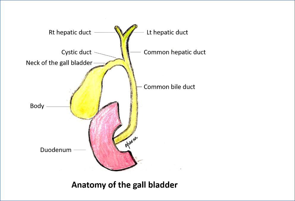 What to expect after Laparoscopic Gall Bladder removal surgery? (Laparoscopic Cholecystectomy)